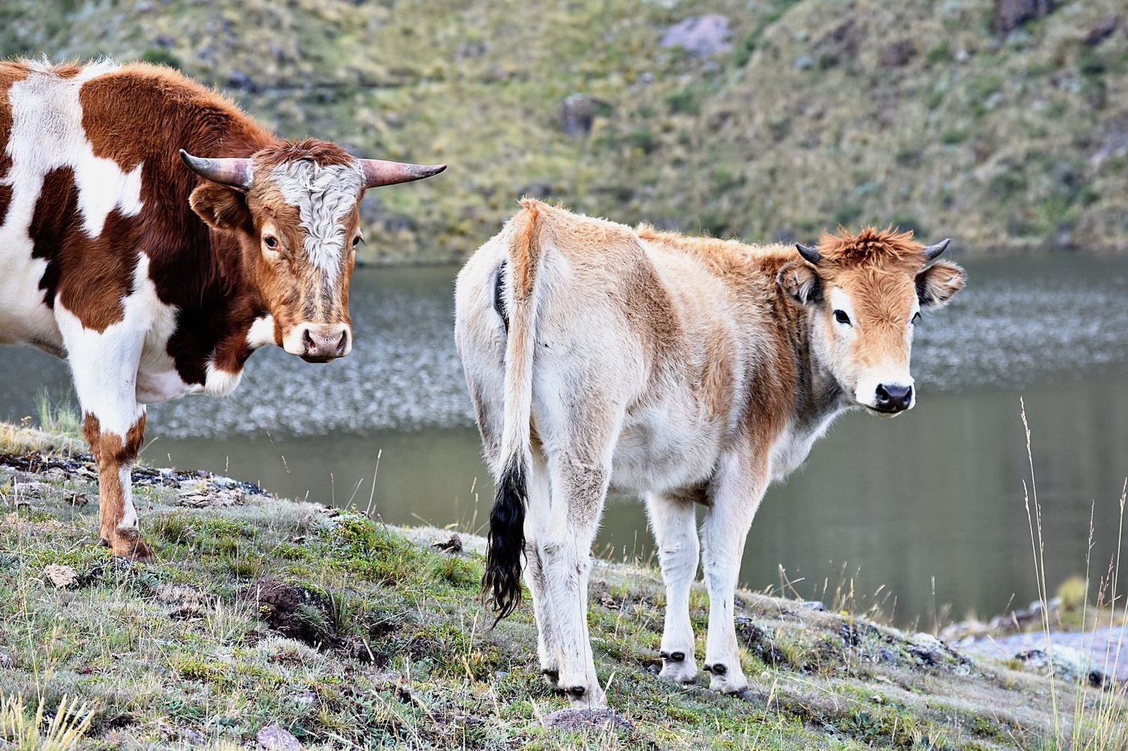 Two criollo cattle, one brown-and-white with horns and one pale tan, standing on a green Andean hillside above a still lake.
