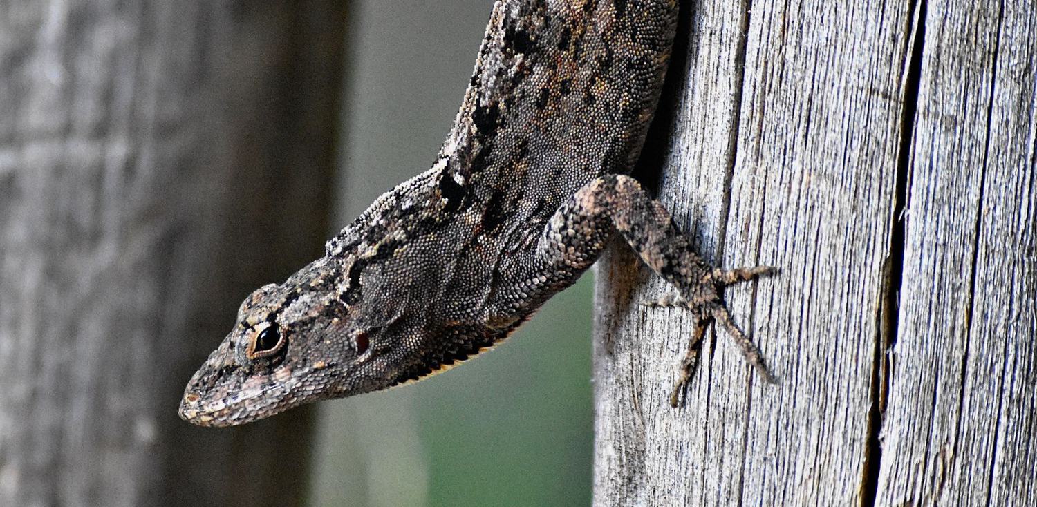 A grey-brown anole lizard clinging to a weathered wooden post, head lowered, its mottled scales a near-perfect match for the greyed wood grain.
