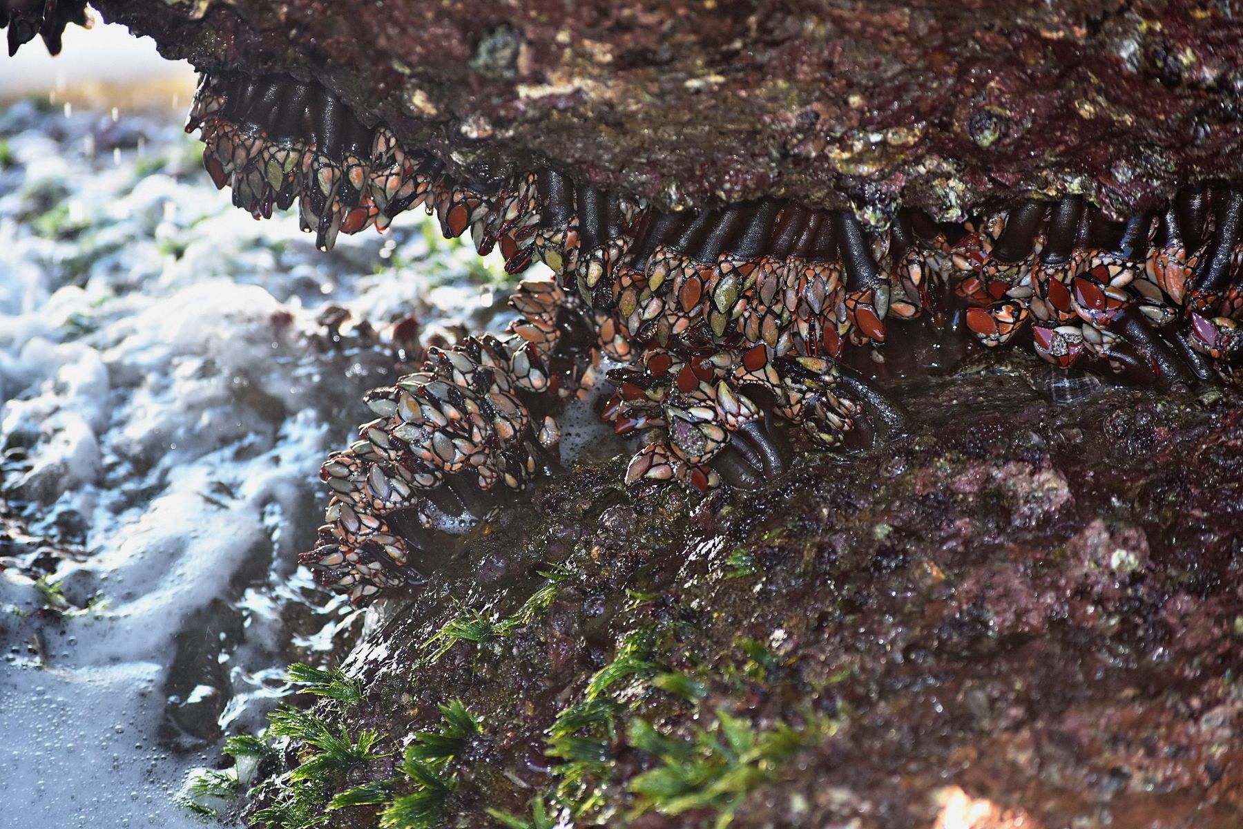 A dense colony of gooseneck barnacles with cream and rust-red plates on dark wet rock, sea foam below.
