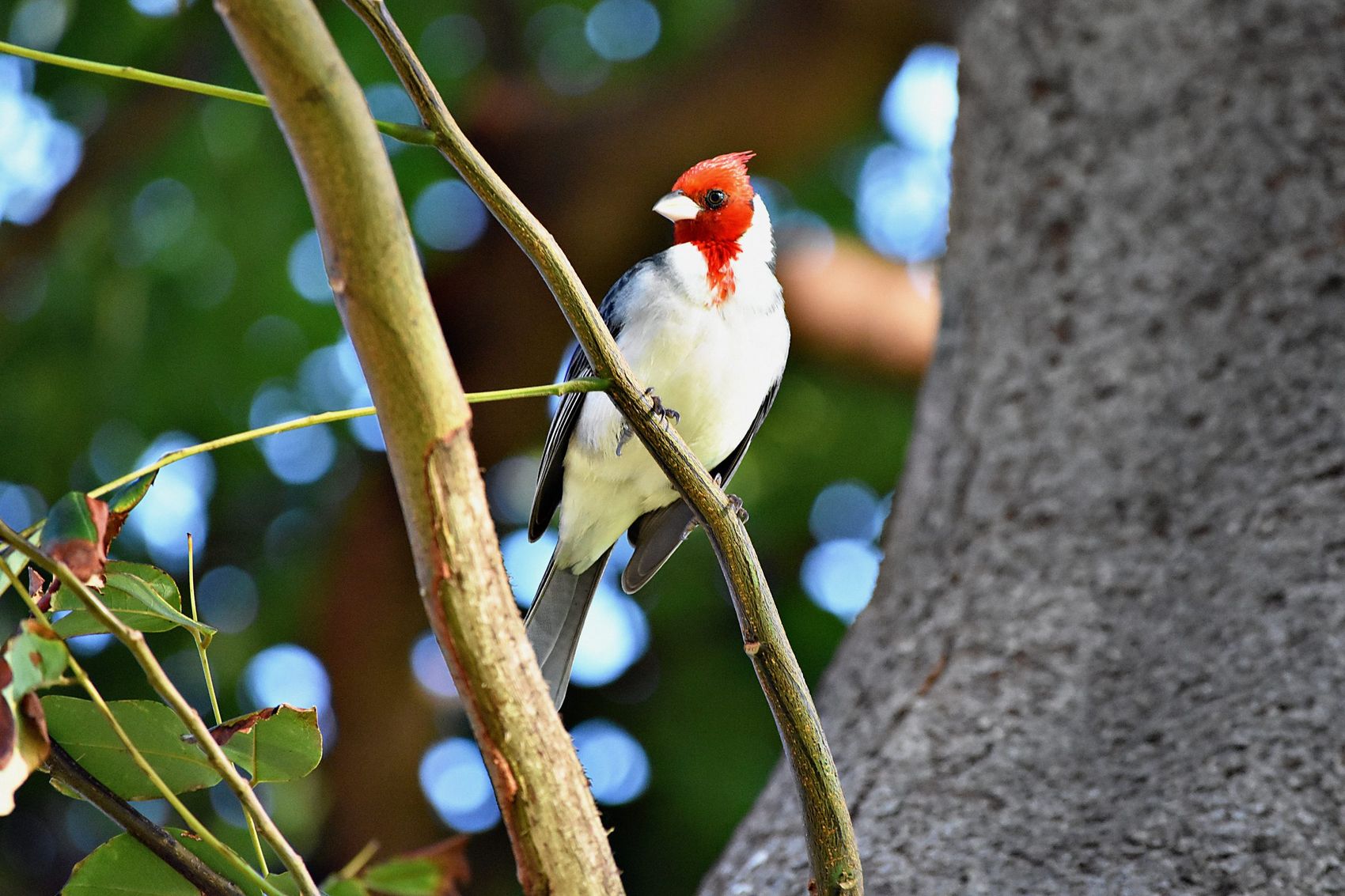 A red-crested cardinal with a scarlet head, white breast and grey wings on a vine in dappled light.