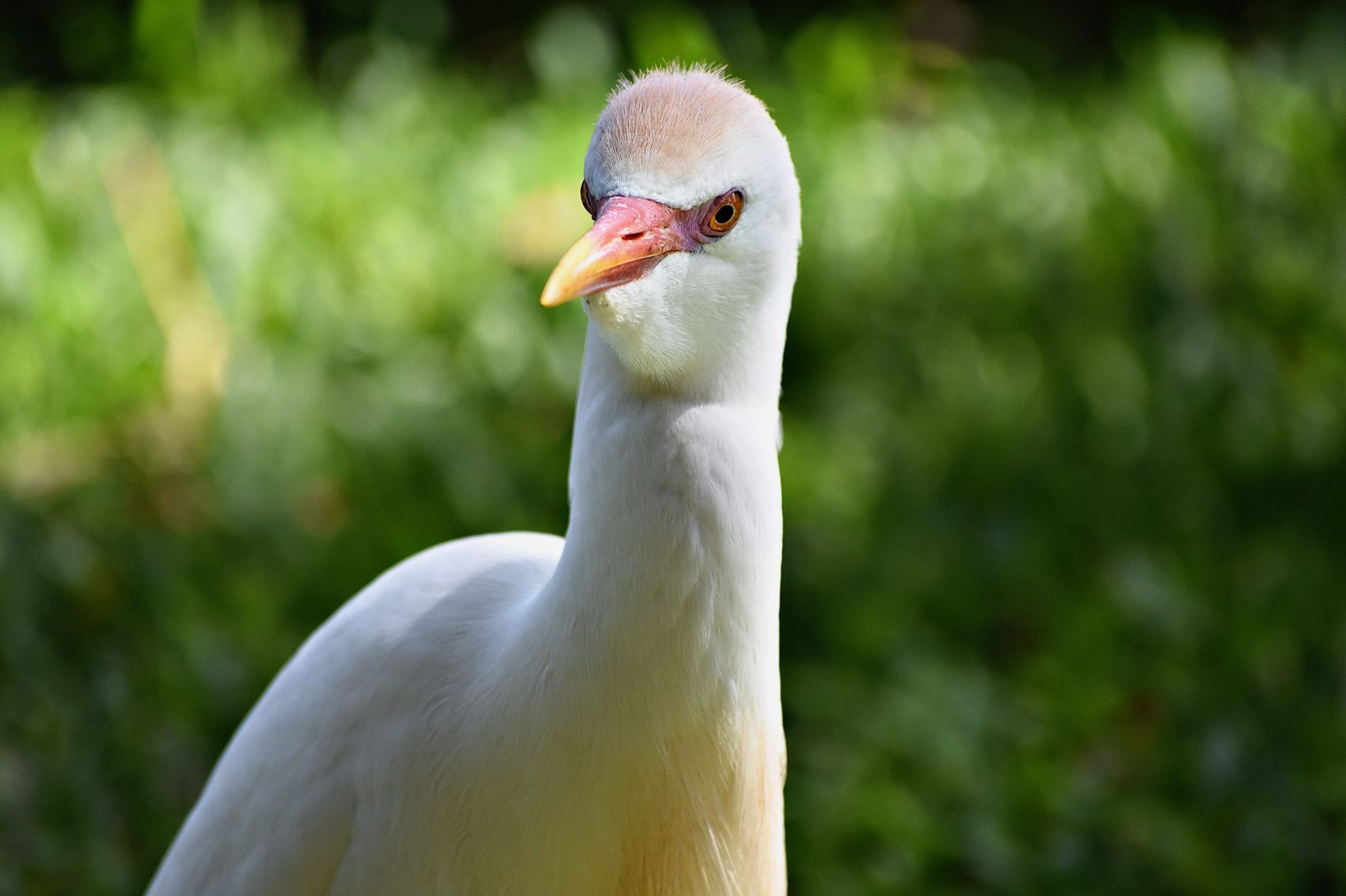 A white cattle egret with buff crown plumes in bright green grass, its orange-red bill catching the light.