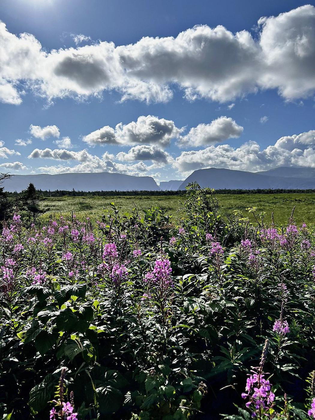 Fireweed & the Tablelands &middot; Gros Morne