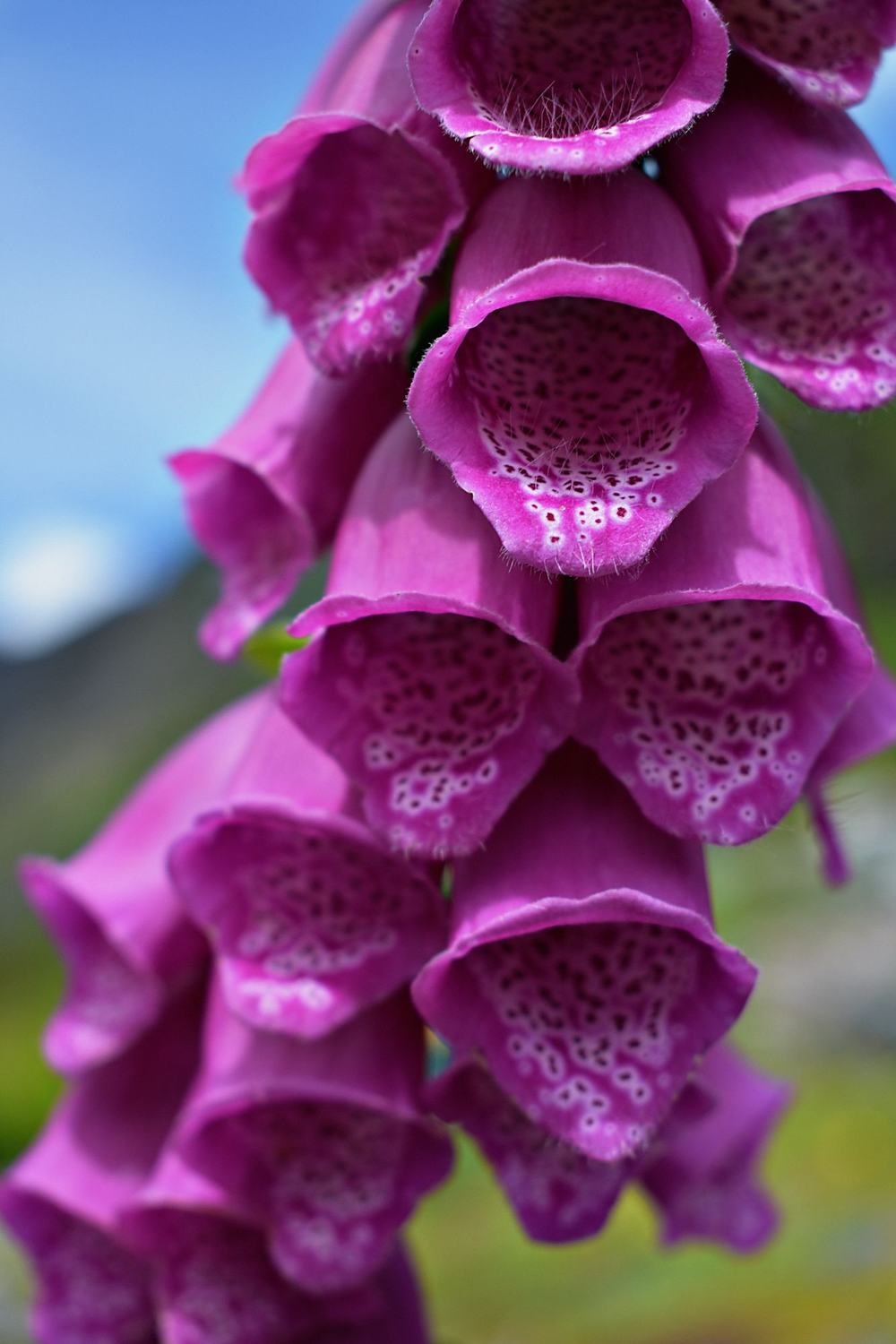 A foxglove stalk of magenta buds and green sepals against a soft green hillside.