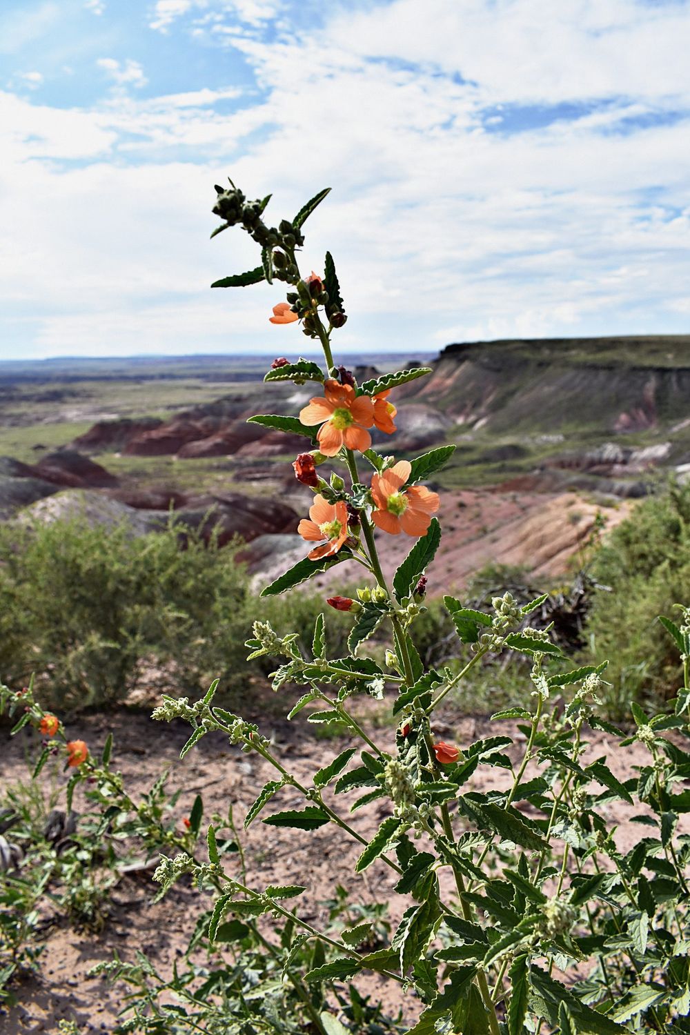 A tall globemallow stalk of apricot-orange blooms against the eroded mesa and sky of the Painted Desert.
