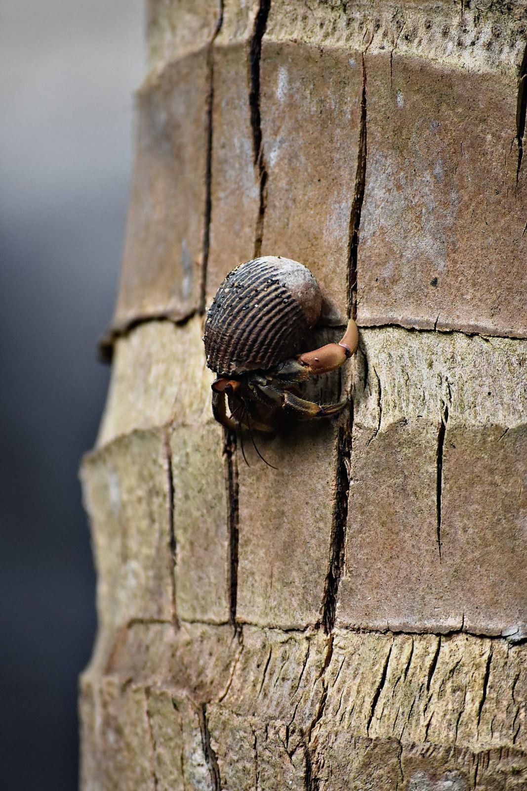 A land hermit crab in a striped borrowed snail shell, clinging to the fibrous trunk of a palm.