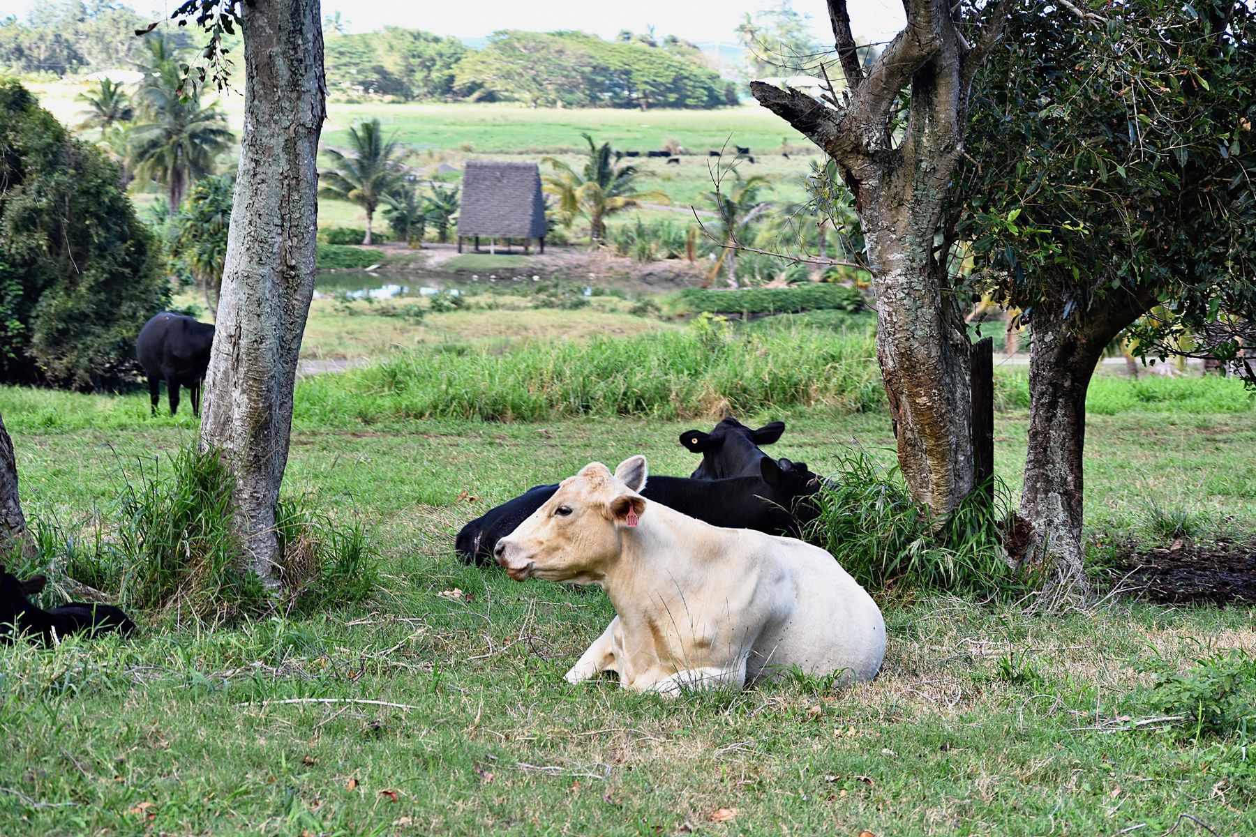 A pale cream cow lying in green pasture under trees, black cattle nearby, palms and a thatched hut behind.