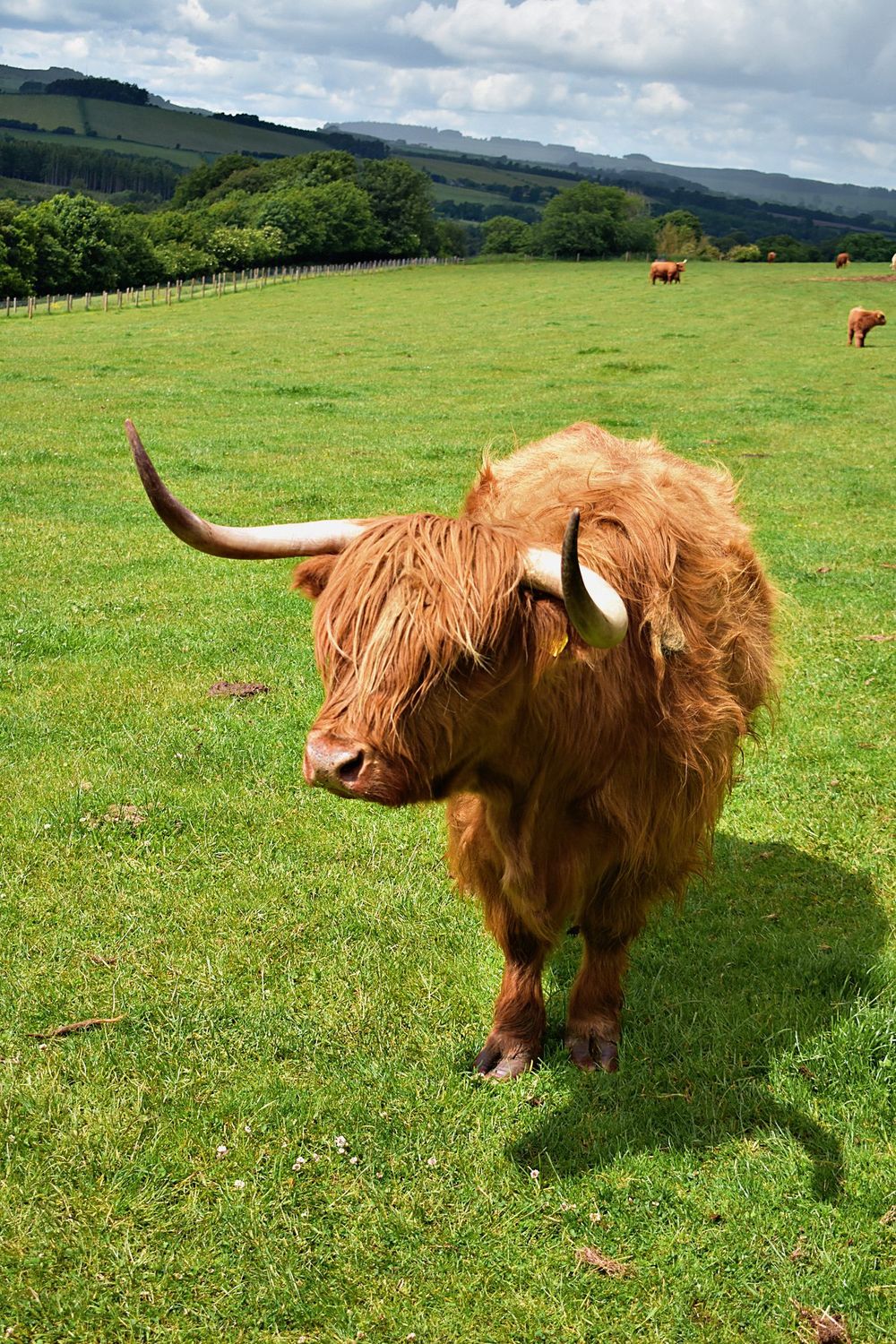 A ginger Highland cow with long horns and a heavy fringe over its eyes in a green Scottish field.