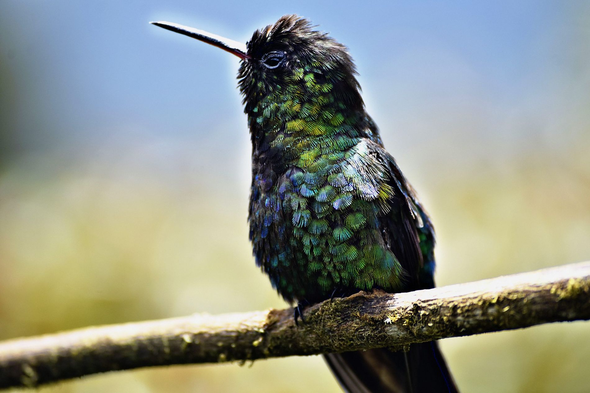 A hummingbird with iridescent green and blue plumage perched on a mossy branch, its long black bill lifted.