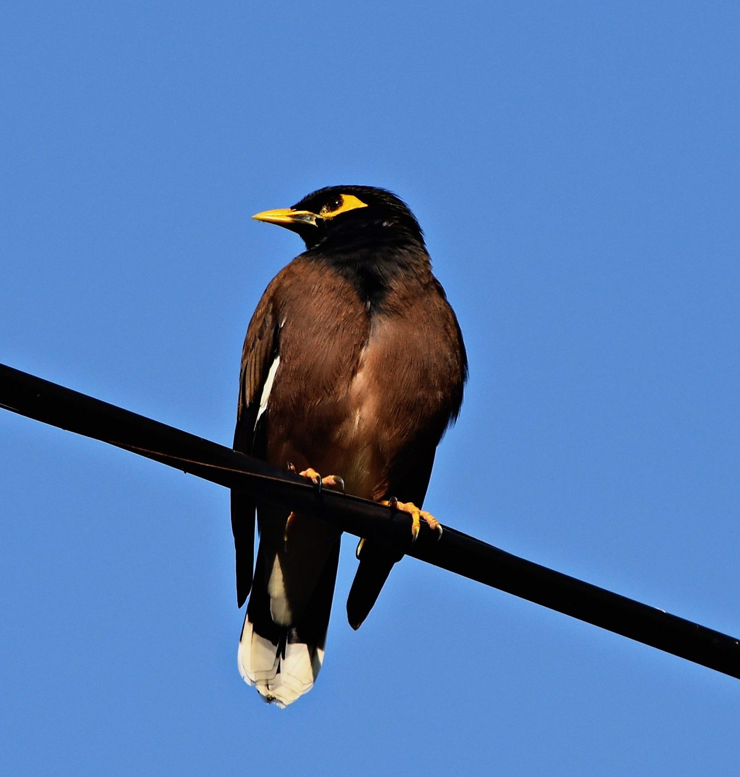 A common myna, brown-bodied with a black head and bright yellow beak and eye patch, perched on a power line against a clear blue sky.