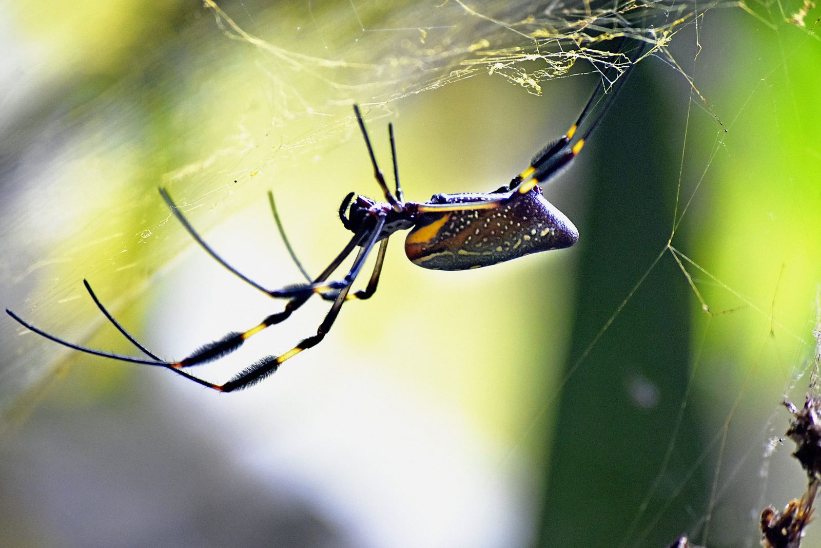 A large golden silk orb-weaver hanging in its web, long black-and-yellow legs and a patterned rust-and-cream body, backlit gold silk behind it.