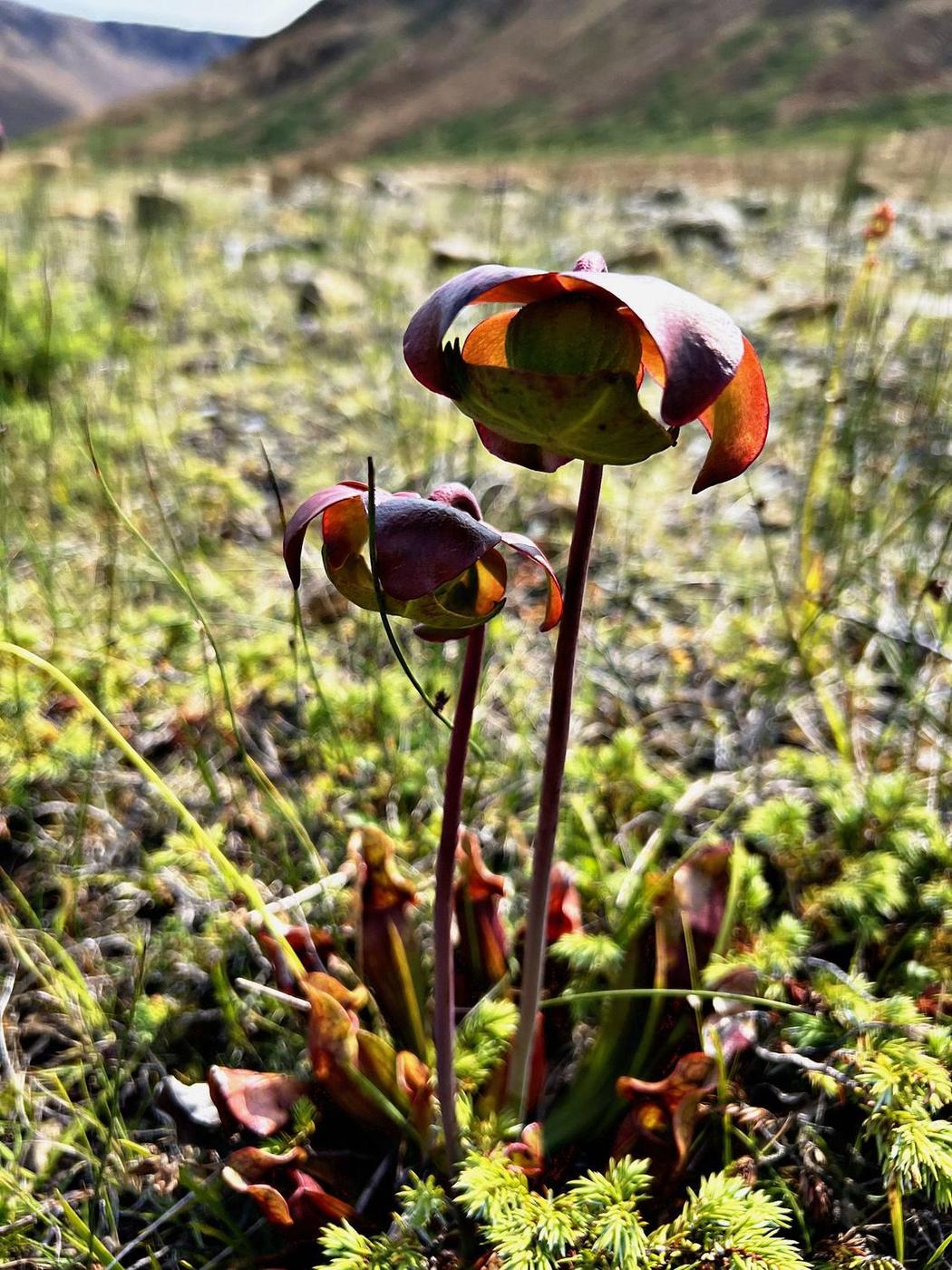 Purple pitcher plant &middot; Sarracenia purpurea