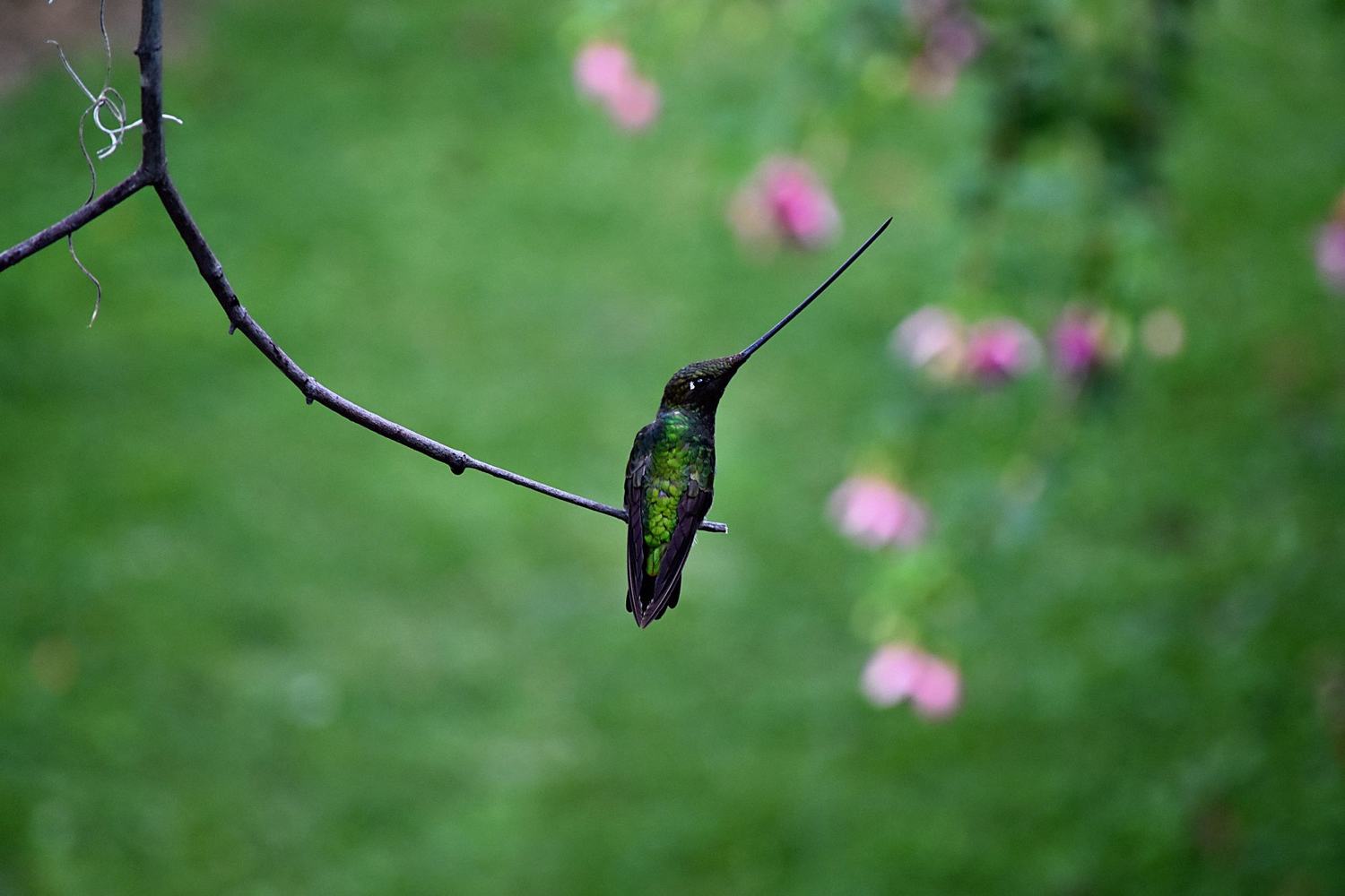 A sword-billed hummingbird perched on a thin branch, its bill longer than its whole body pointing up to the sky, green iridescent plumage against a soft green background with pink blossoms.