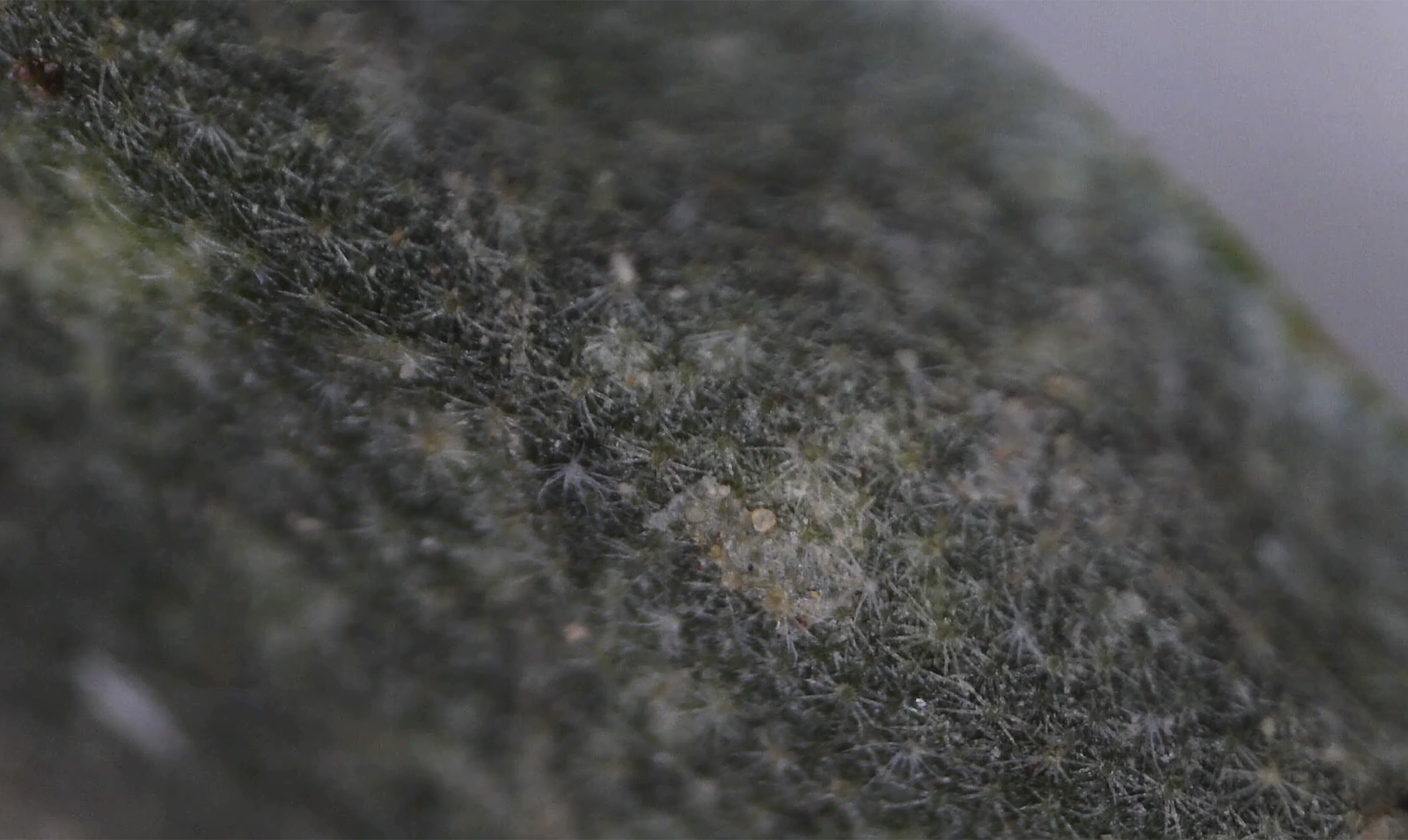 Macro view of nightshade trichome mat