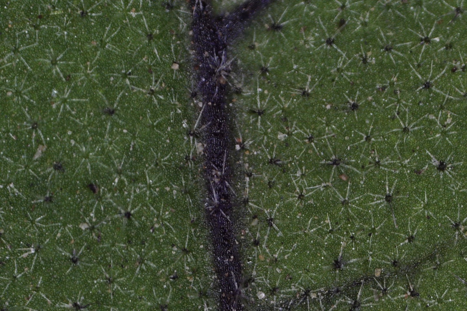 Macro view of eggplant stellate trichomes