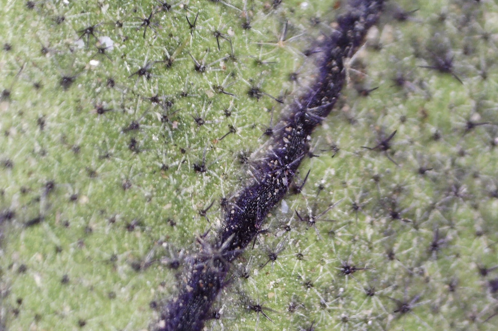 Macro view of eggplant pigmented midrib