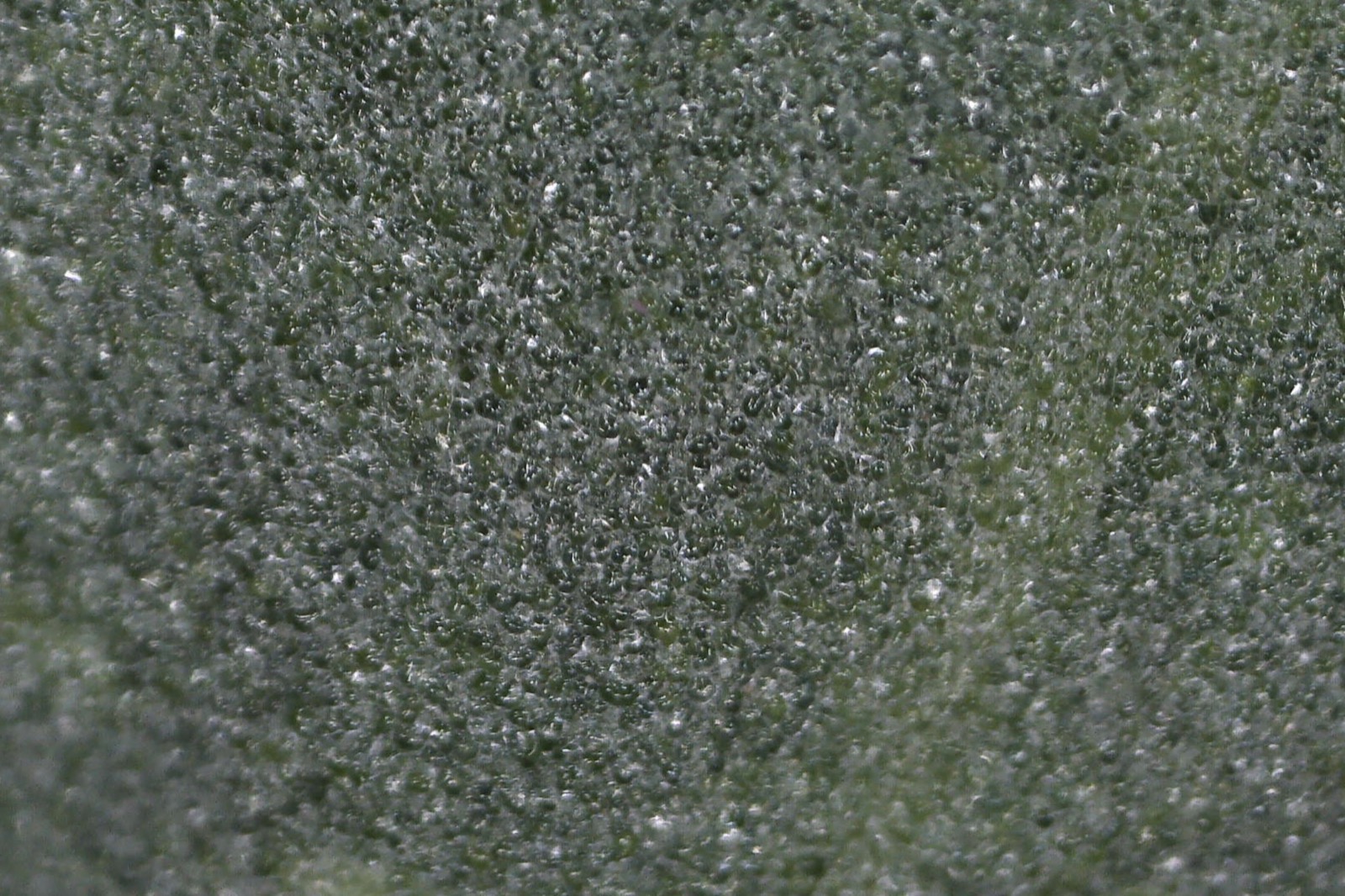Macro view of purslane epidermal domes