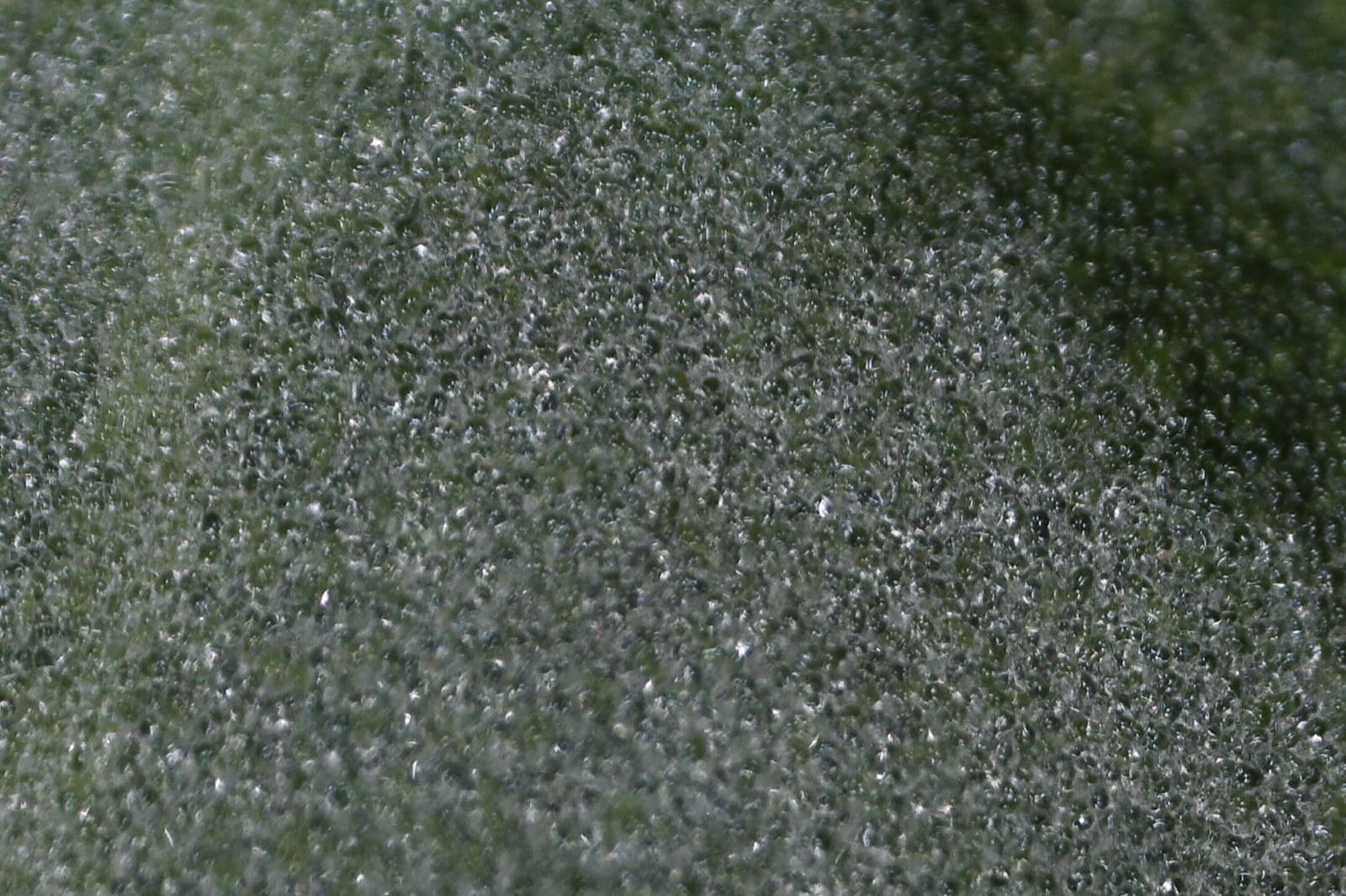 Macro view of purslane dome detail