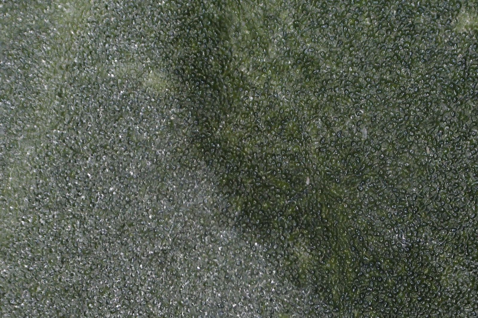 Macro view of purslane ruptured and index-matched