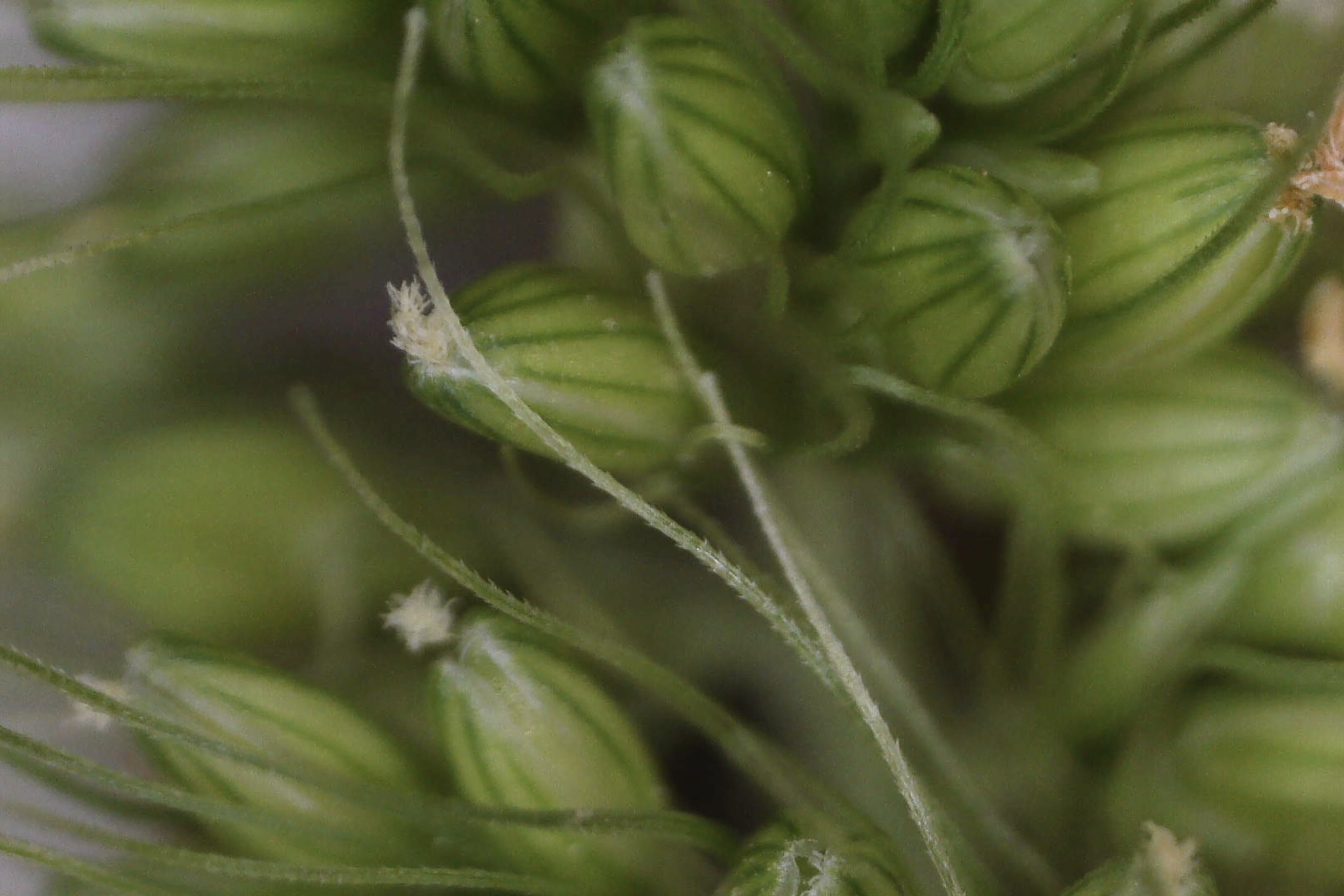 Macro view of bristlegrass barbed sterile bristles