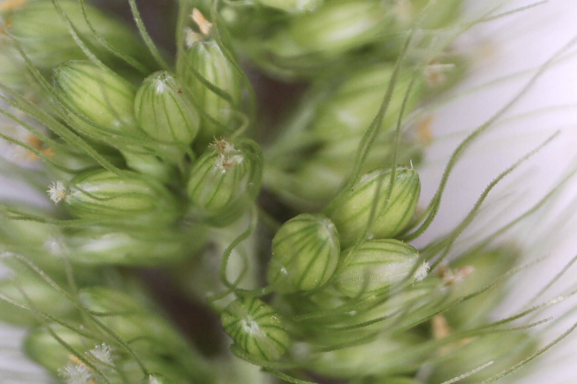 Macro view of bristlegrass stigmas and anthers