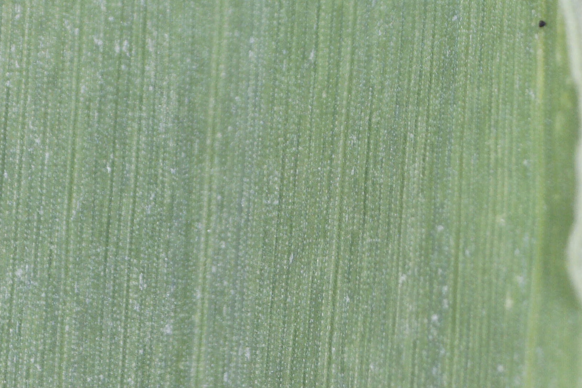 Macro view of bristlegrass silica rows on the blade