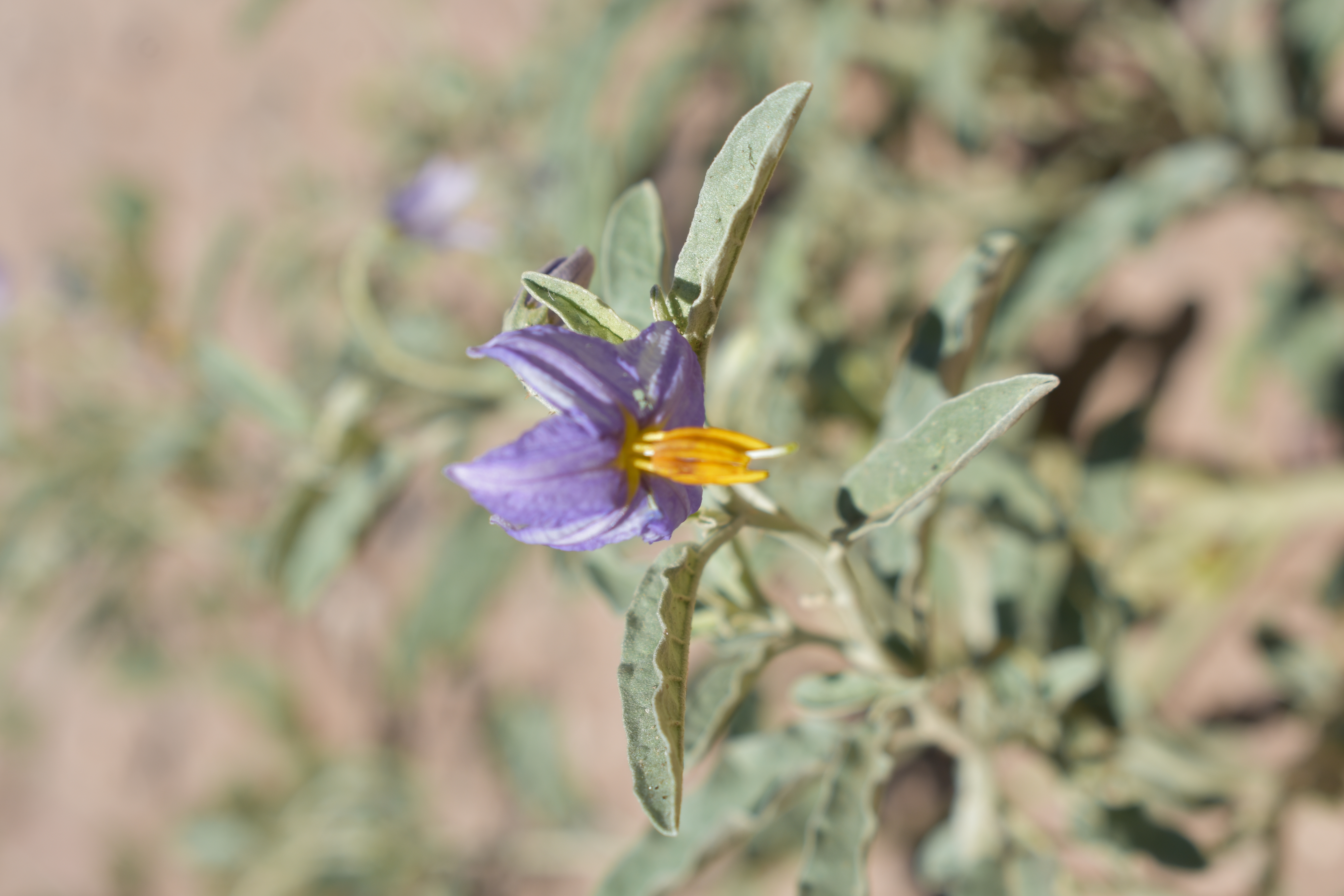 Silverleaf nightshade in flower