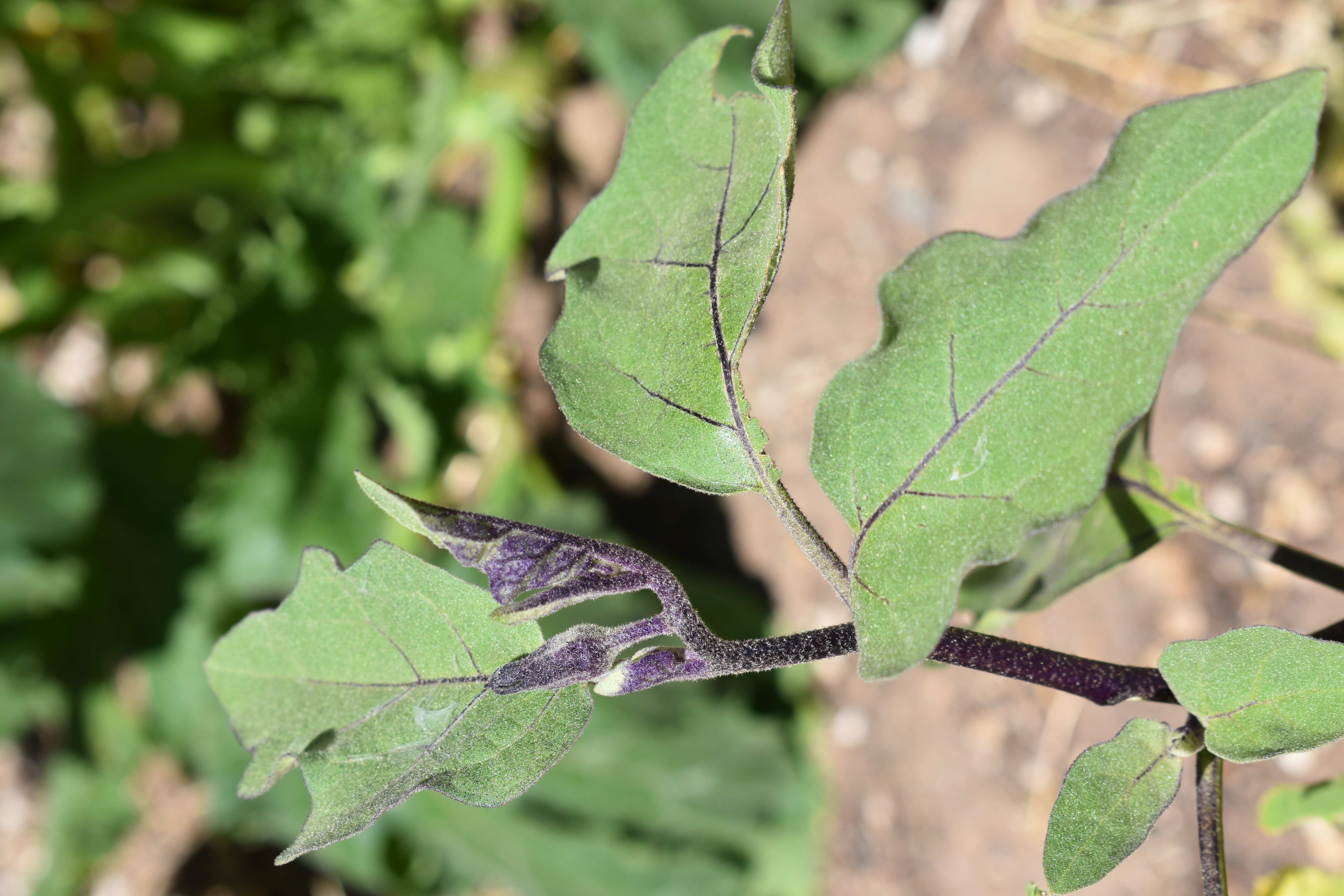 Eggplant plant with purple stem