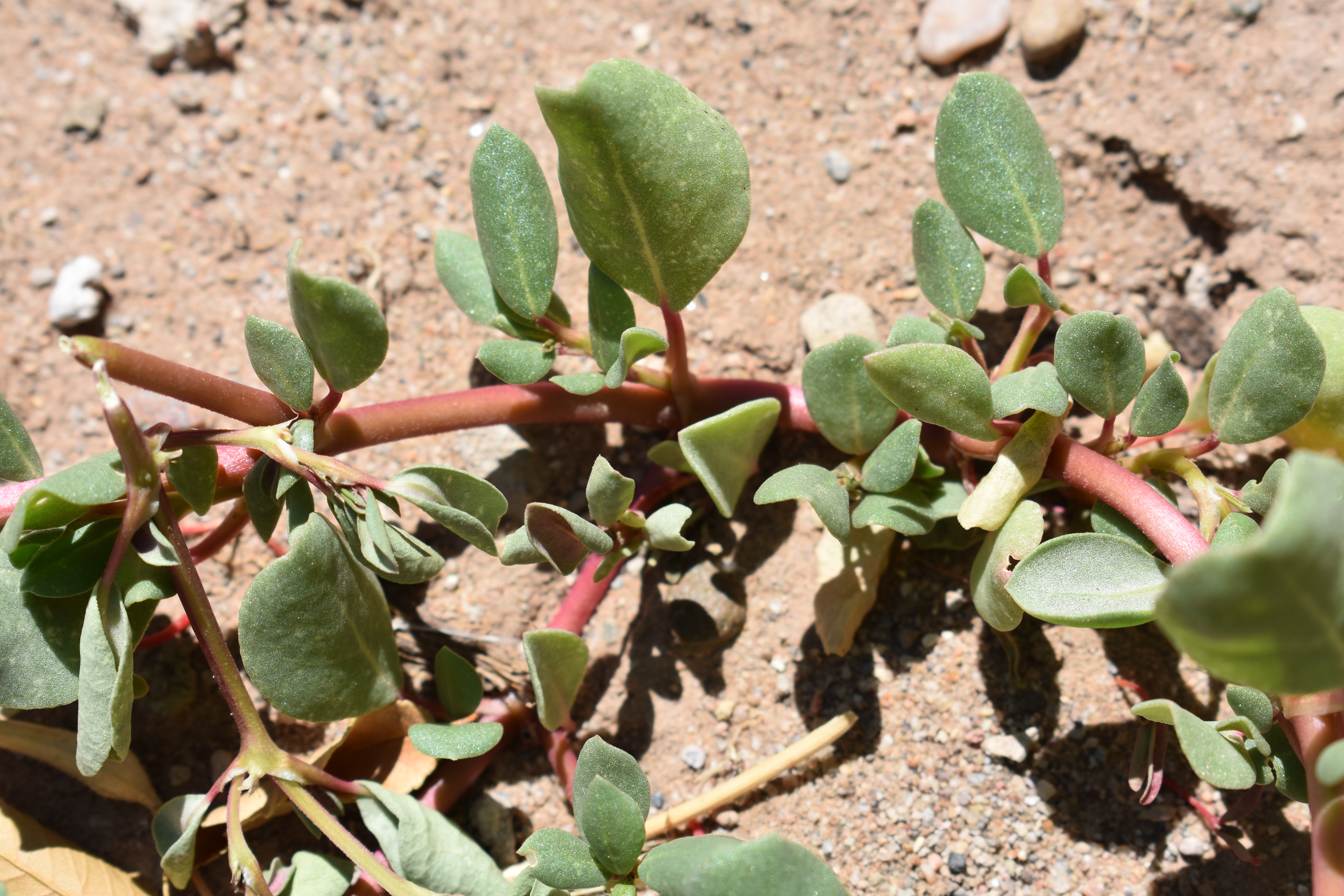 Desert horse purslane sprawling on sand