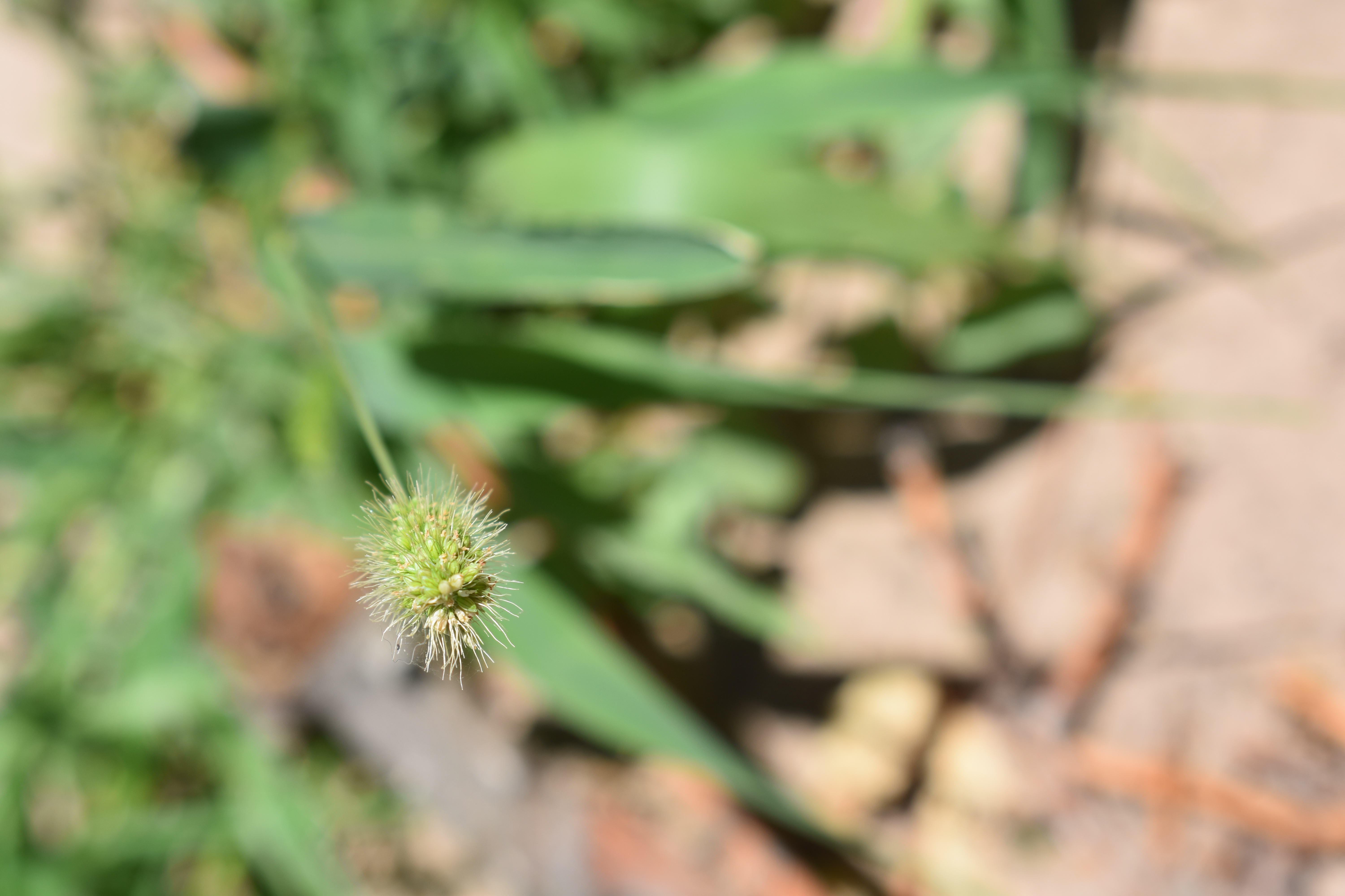 Green bristlegrass inflorescence
